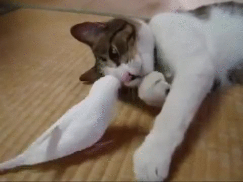 cat and bird 2
