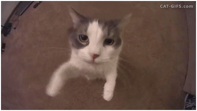 cat closeup