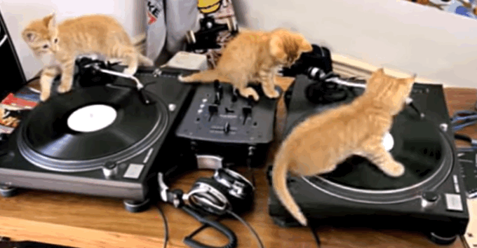three cat DJs