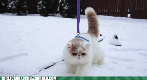 cat on leash