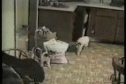 scared cat