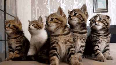 cat chorus