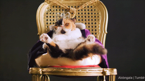 cat sarastro