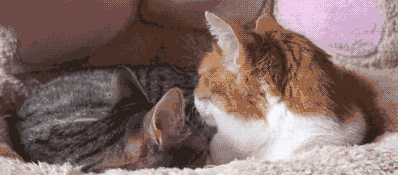 cat rejected 2