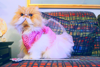 cat papagena