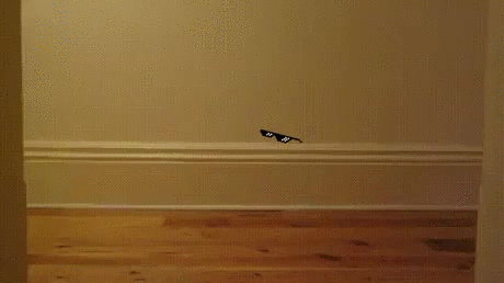 cat deal with it