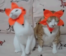 cat jesters