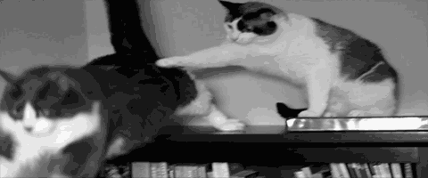 cat cast out