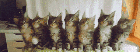 cat chorus 2