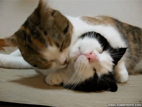 cat couple