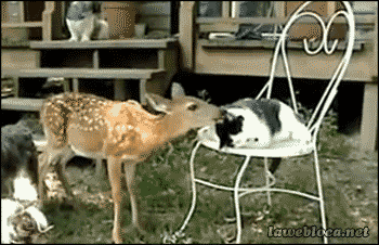 cat and animals