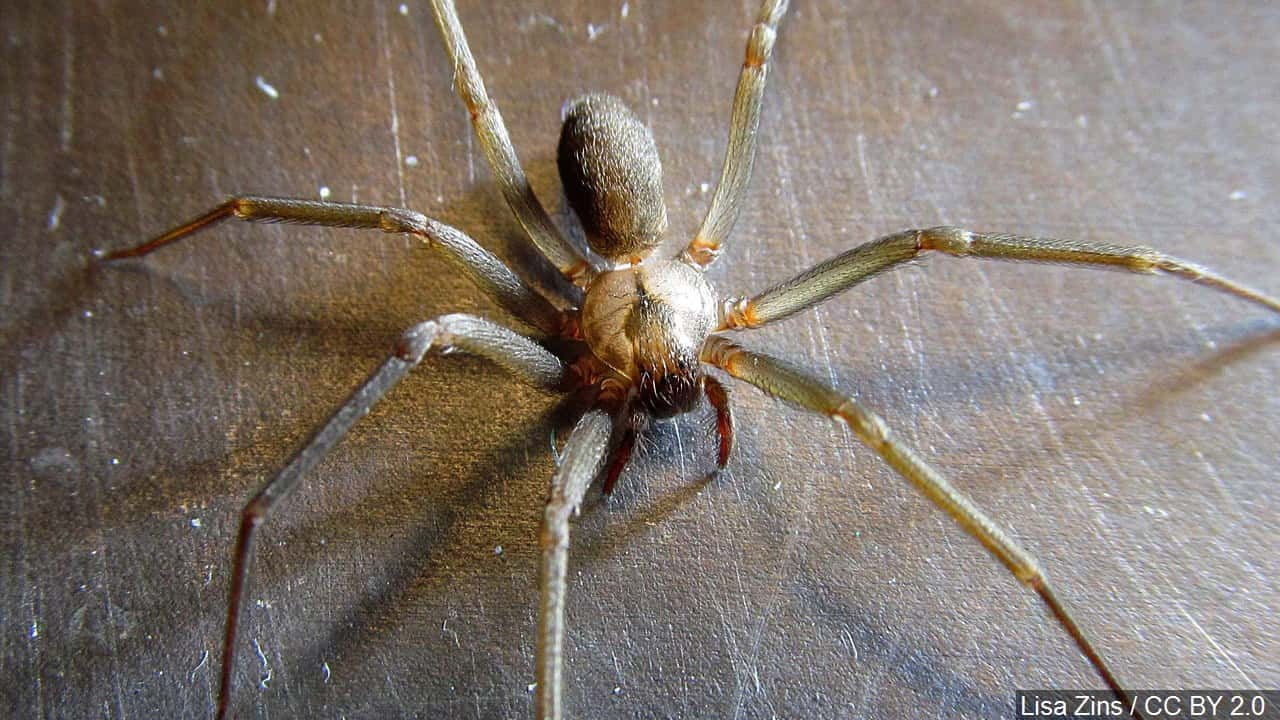 Arachnophobe Calls Police To Deal With Spider In Swiss Home | 98 Rock ...