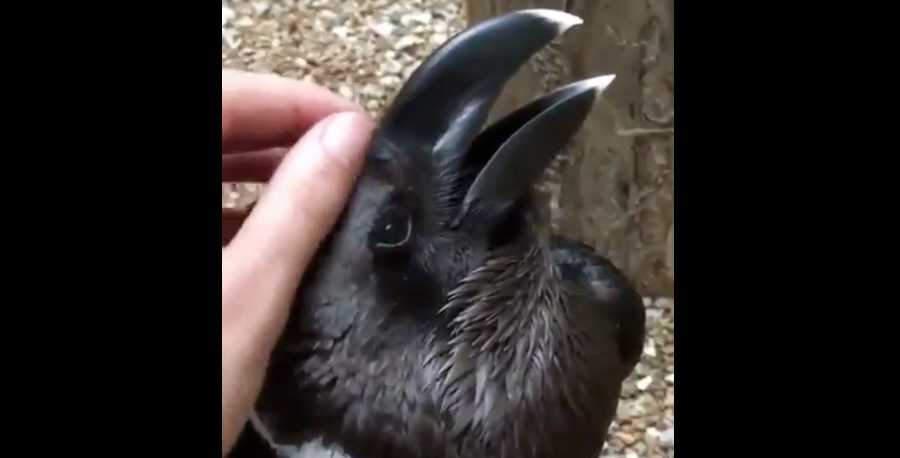 Is This A Rabbit Or Raven This Optical Illusion Will Blow