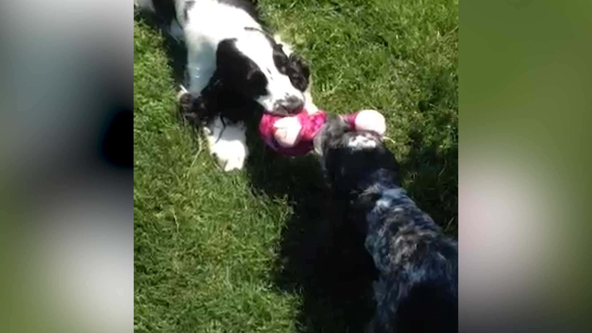 These Dogs Battle It Out For The Tug A War Championship 98