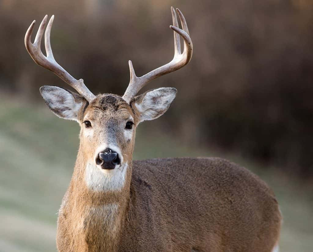 State: Chronic Wasting Disease Confirmed From Breckinridge County Deer ...