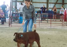 20240627-livestock-auction