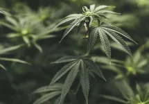 close-up-cannabis-indica-foliage-and-bud-on-the-blooming-stage-in-a-greenhouse-plantation