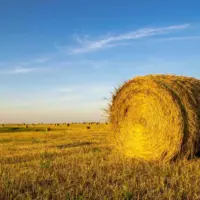 20251117-hay-bale