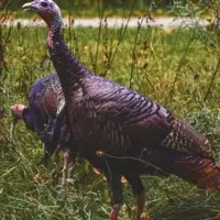 20260325-turkey-season