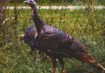 20260325-turkey-season
