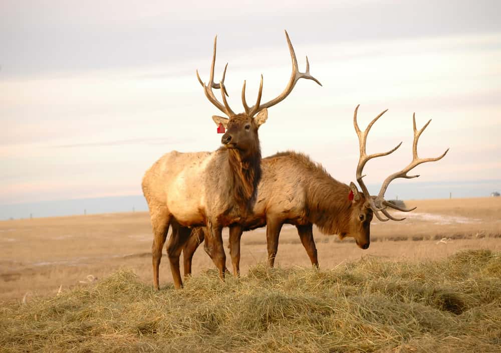 CWD Testing Done on Elk Farm Farm Report