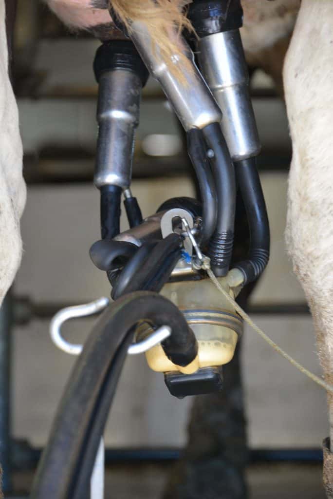 Wisconsin's Milk Price Goes Up A Little Farm Report