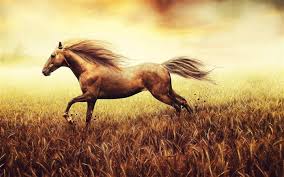 hourse