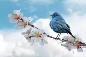 natural-image-5