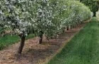 apple-tree-in-bloom_nh-150x150331611-1