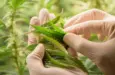 Scientists pruning cannabis inside the farm^cannabis marijuana science lab farming for increse THC^ CBD chemical on cannabis flower. Cannabis greenhouse control environtment for medical industry.