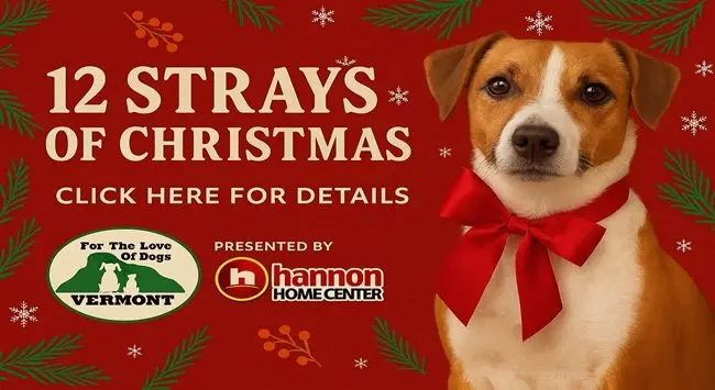 12-strays-banner-2025