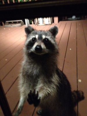 Raccoon