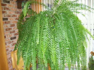 FERN2