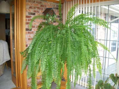 FERN1