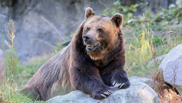 getty_10316_grizzlybear
