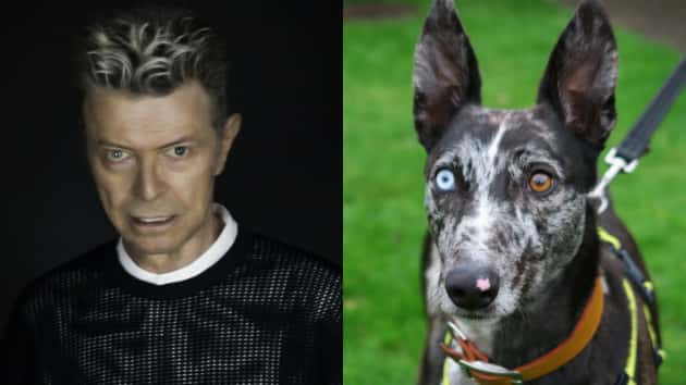 m_davidbowiebowiedog630_010617