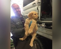 ht-puppy-rescue1-mem-170127_12x5_1600