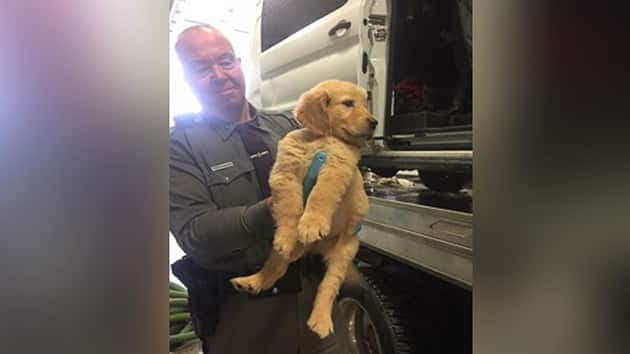 ht-puppy-rescue1-mem-170127_12x5_1600