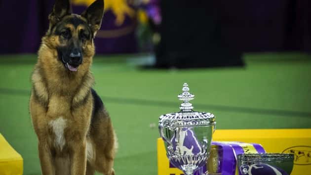 getty_021517_rumorwestminsterdogshow