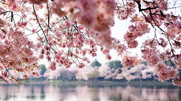 thinkstock_030117_cherryblossoms
