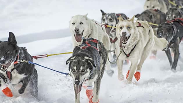 getty_3617_iditarod