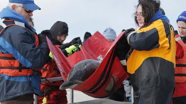 ht-ifaw-dolphin-rescue-1-jt-170305_12x5_1600