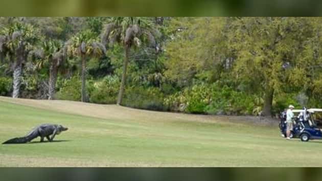ht-gator-2-er-170328_12x5_1600
