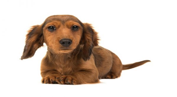 Waltons dachshunds hot sale