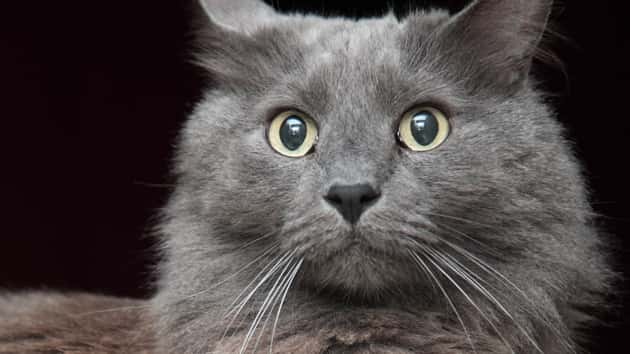 getty_041117_cat