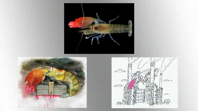 m_pinkfloydshrimpimages630_041217