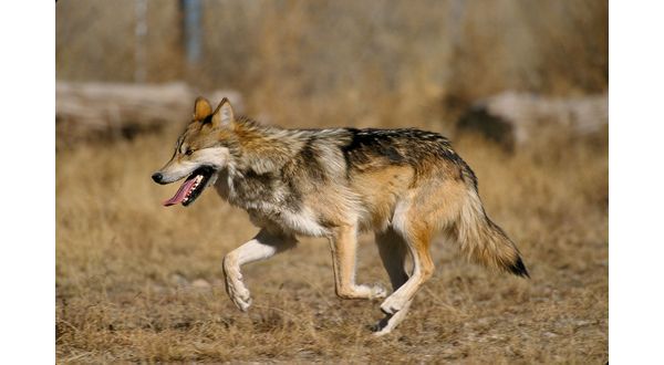 wireready_04-25-2017-10-15-06_08360_mexicanwolf