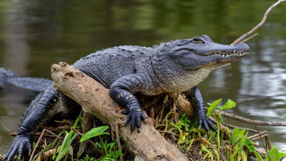 tmp84baa3d6-fca1-443a-8bdf-912550c6c8bd-jpg