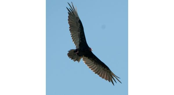 wireready_06-05-2017-10-44-25_09389_blackvulture