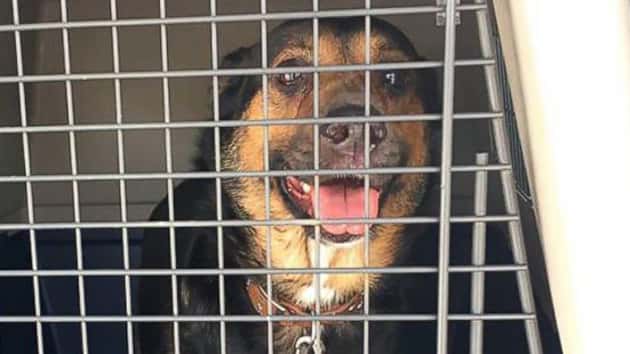 ht-rescued-dog-jt-170622_12x5_992